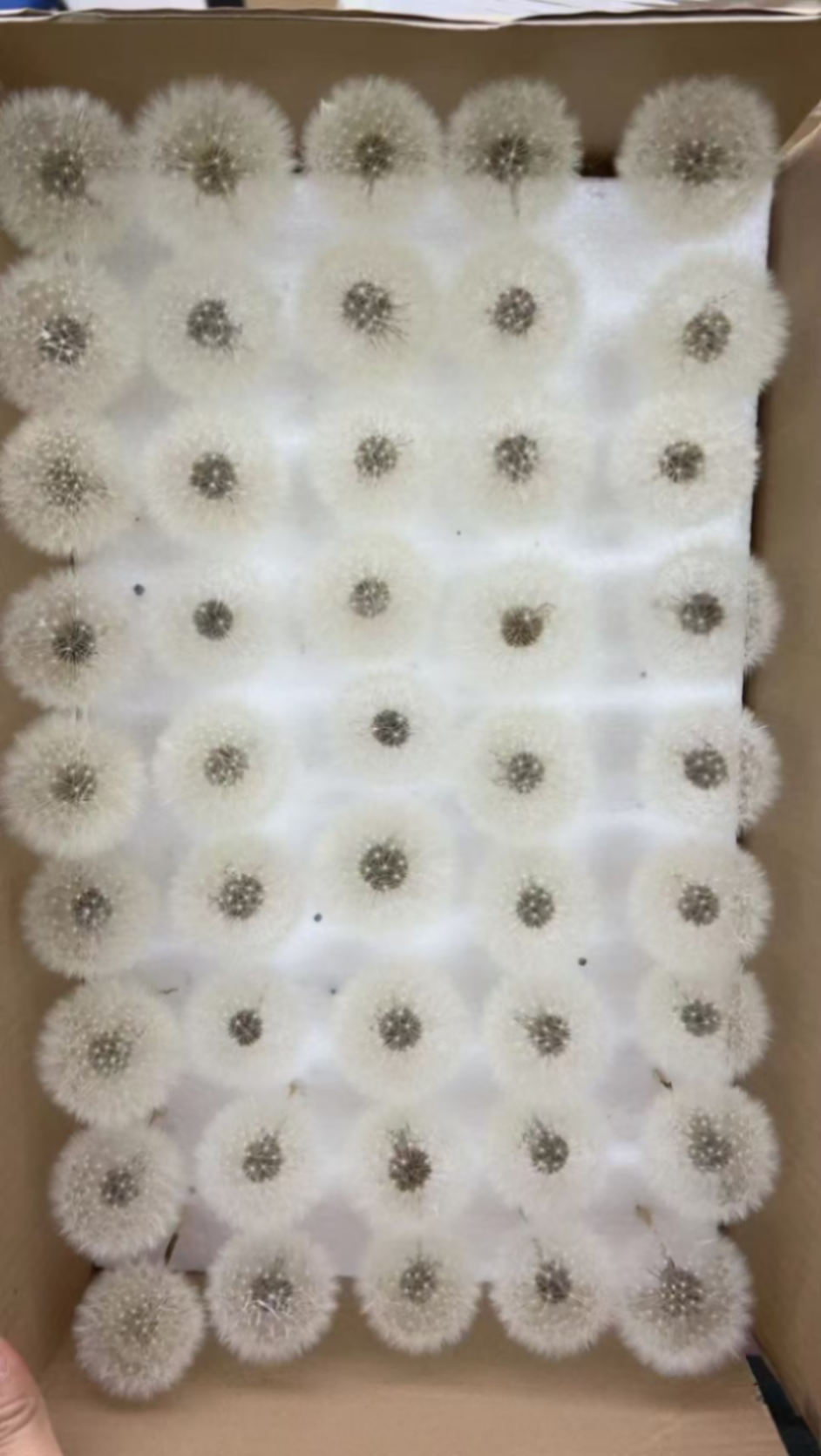 Preserved Dandelion